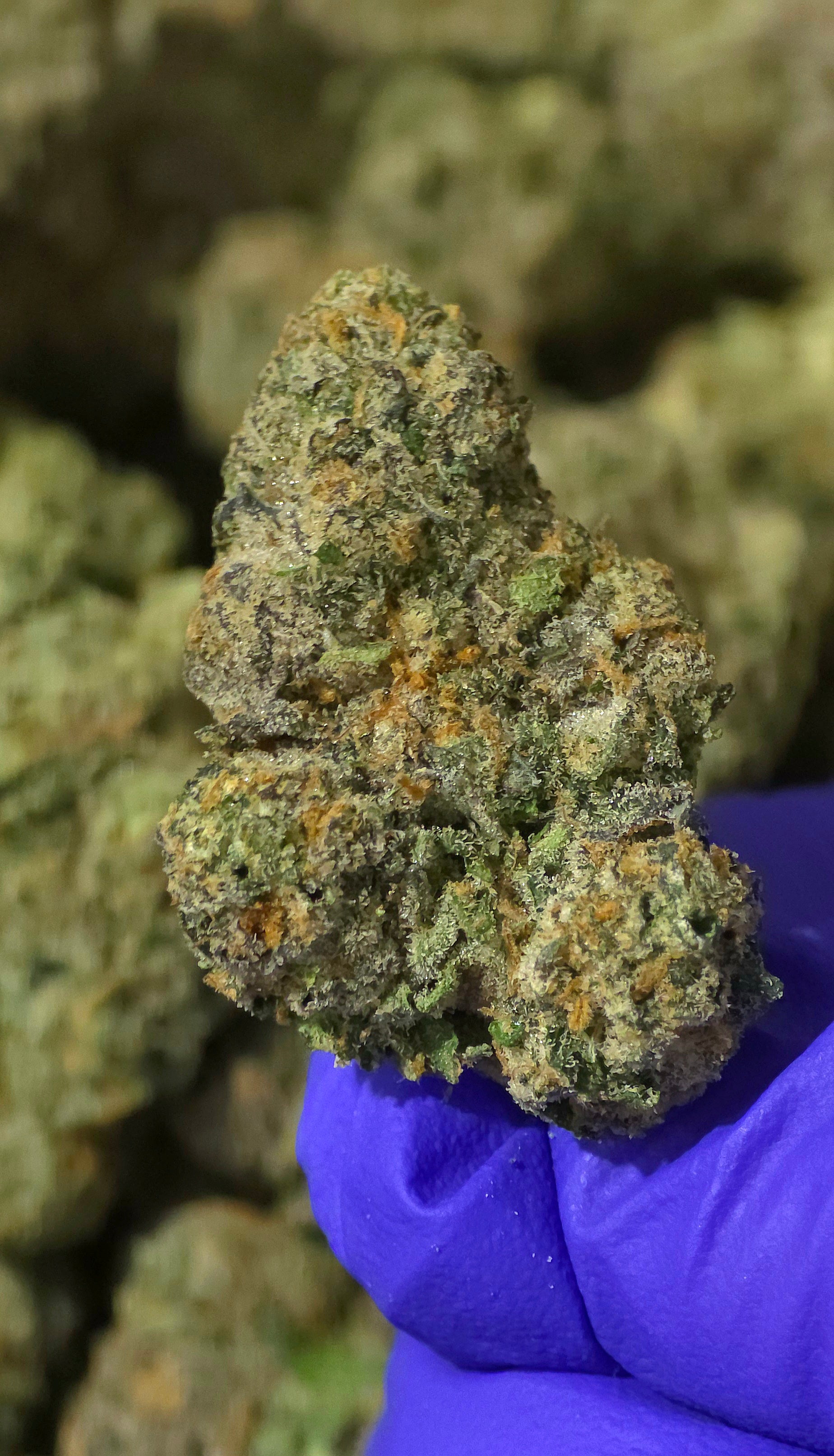 Memory Loss 42.37% THCa Hemp Flower (Exotic Indoor PR) Sativa