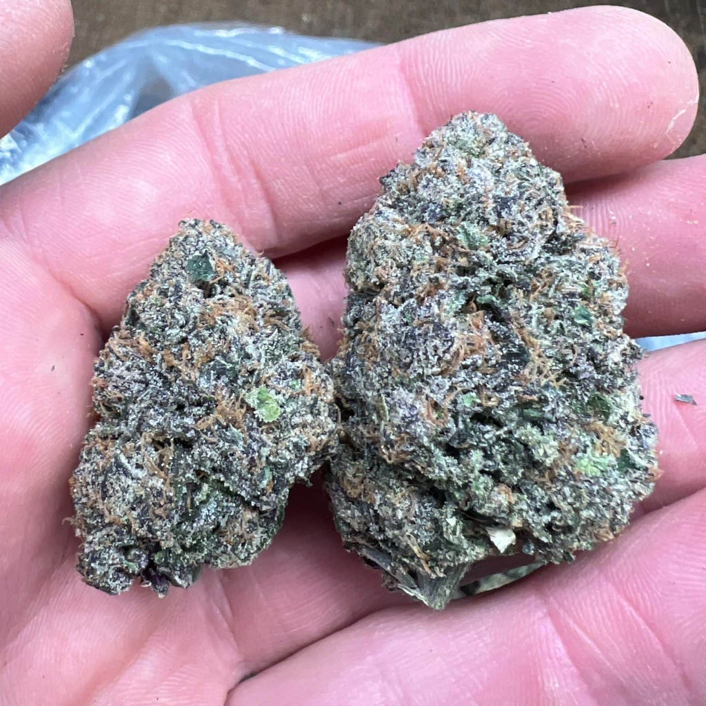 Churro Gelato 33.06% THCa Hemp Flower