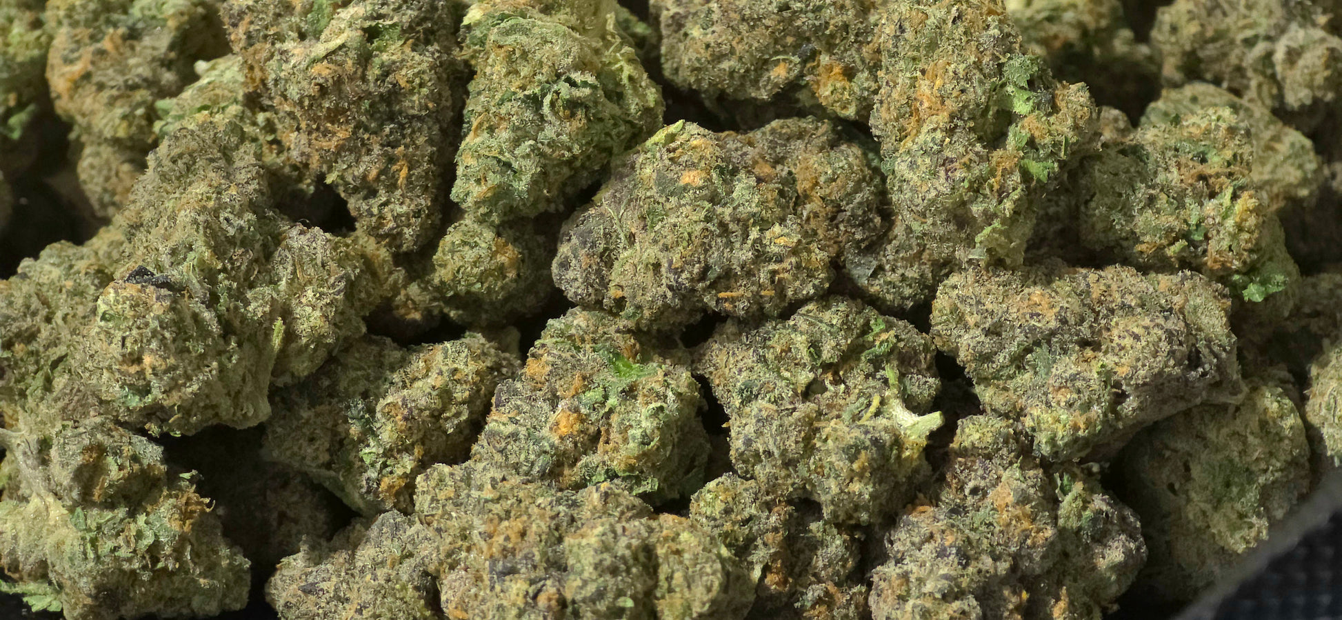 Memory Loss 42.37% THCa Hemp Flower (Exotic Indoor PR) Sativa