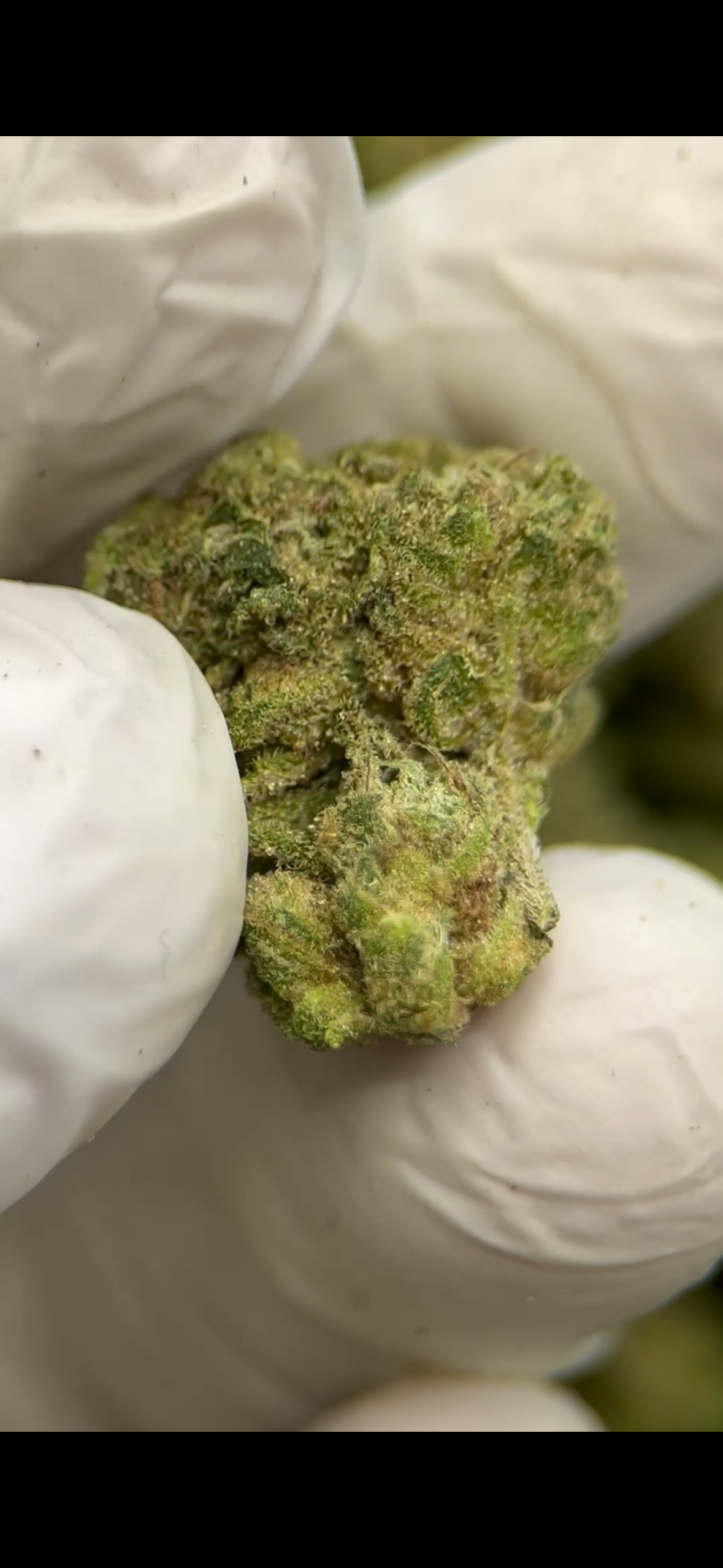 Grape Gas ~ Smalls 33.377% THCa Hemp Flower