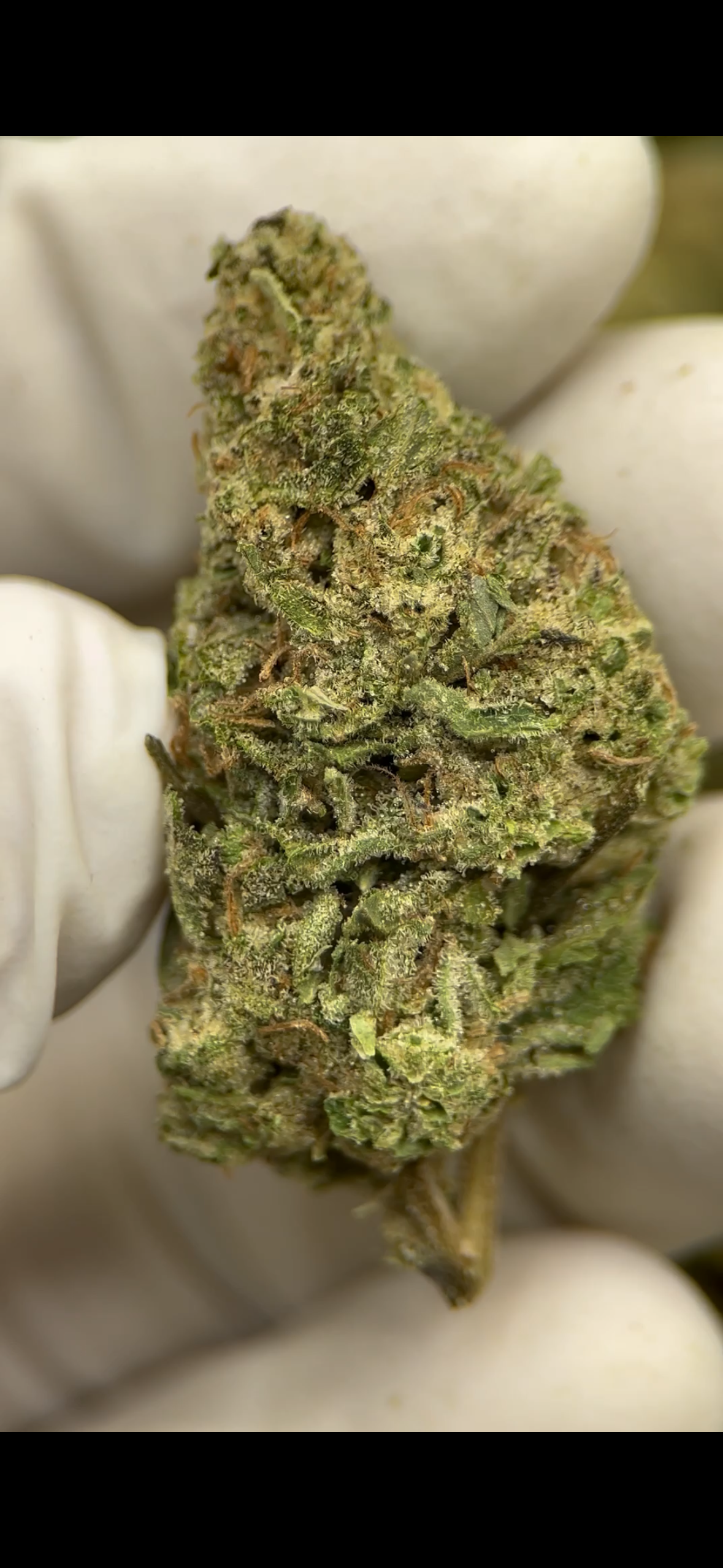 Direct Energy Weapon 31.31% THCa Hemp Flower