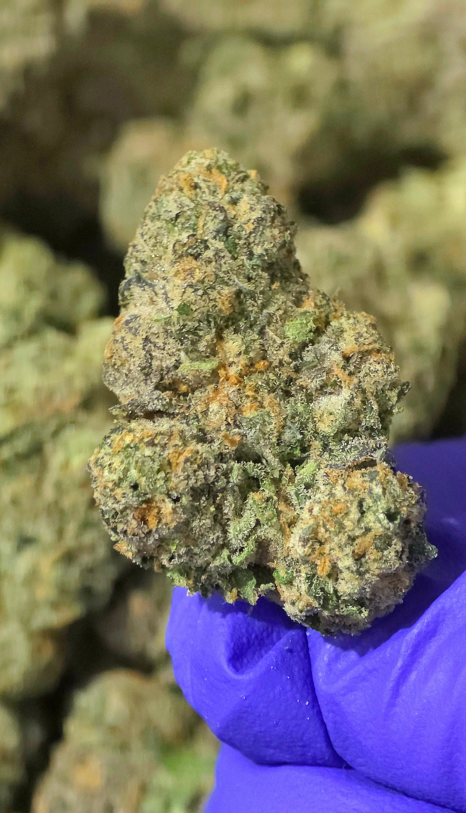 Memory Loss 42.37% THCa Hemp Flower (Exotic Indoor PR) Sativa