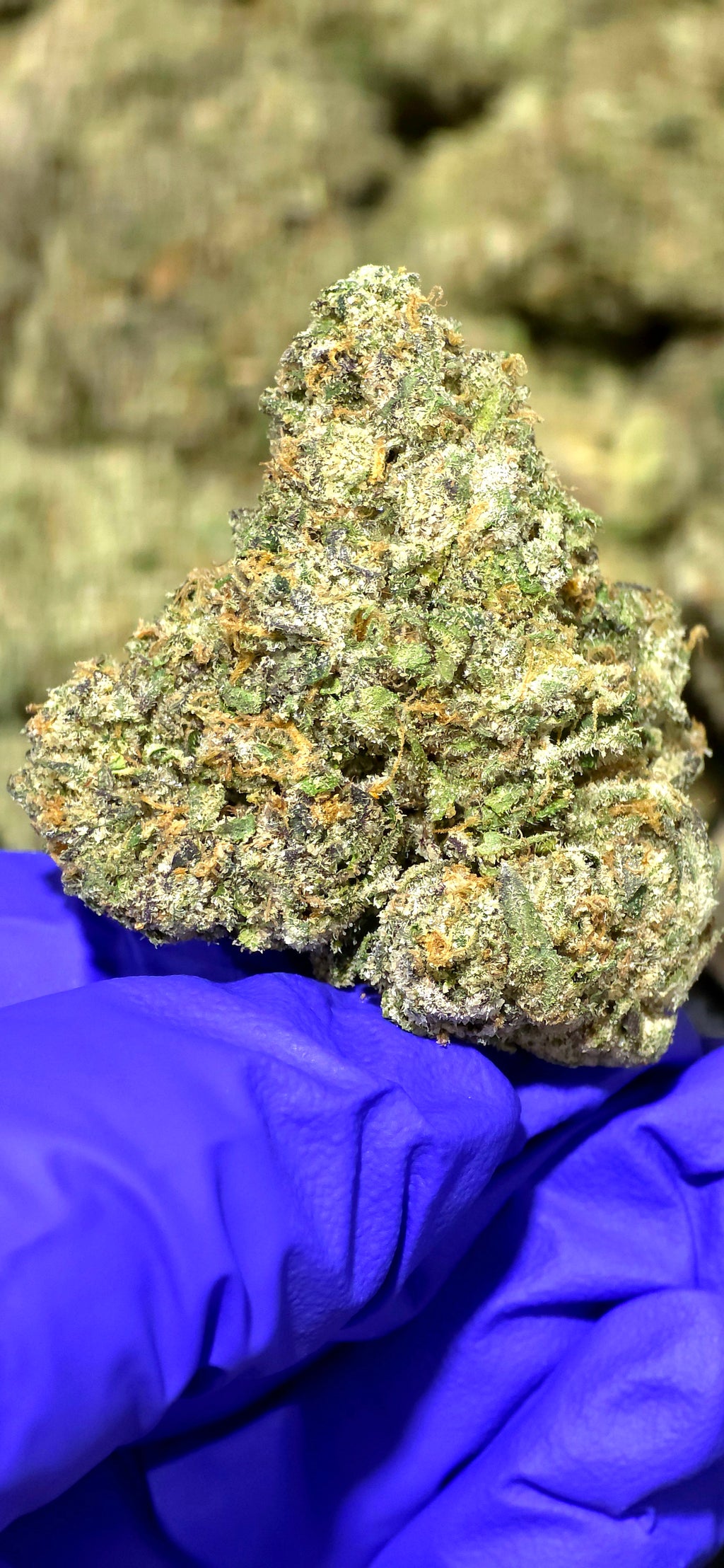 Sex Panther 41.50% THCa Hemp Flower (Exotic Indoor PR) Indica