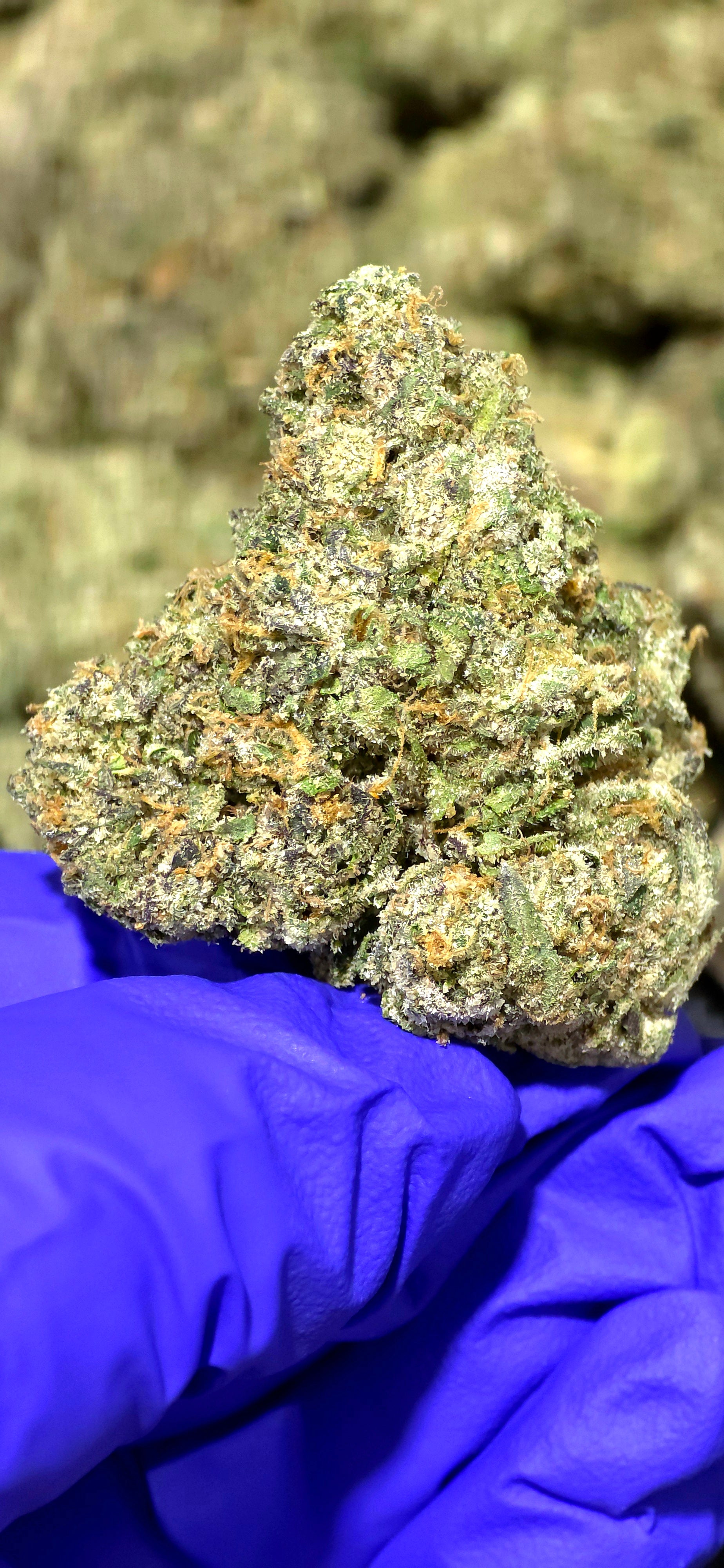 Sex Panther 41.50% THCa Hemp Flower (Exotic Indoor PR) Indica