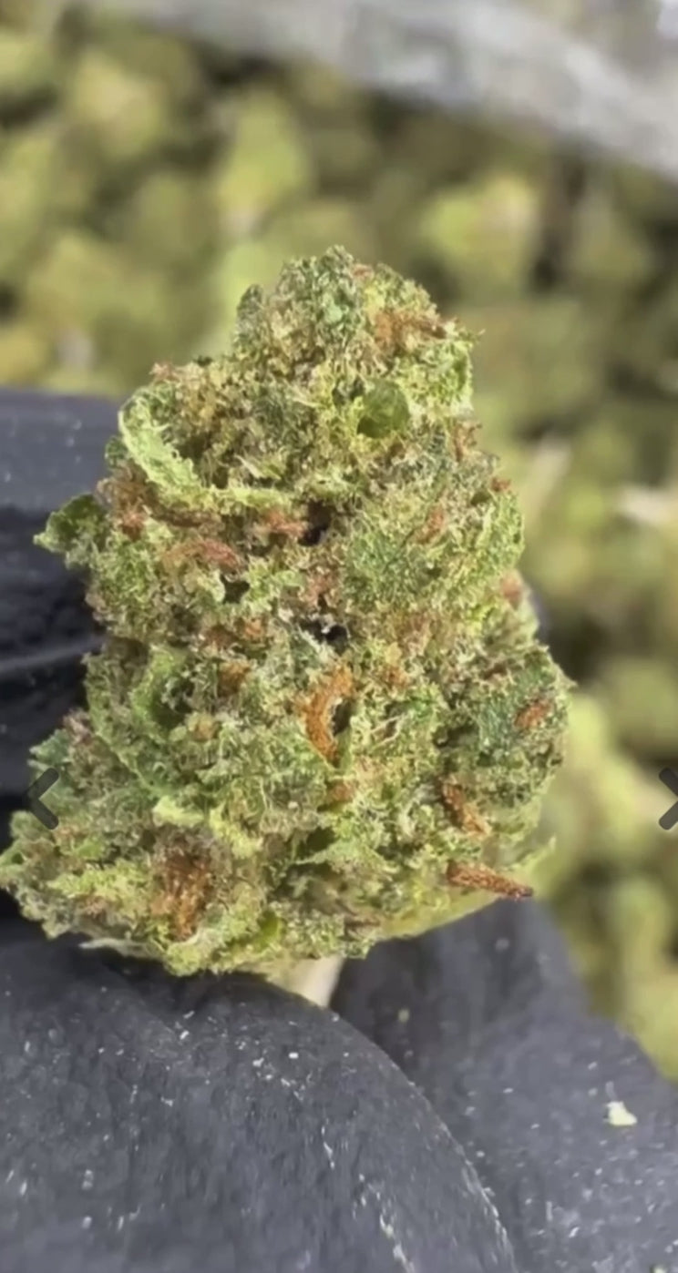 Black Runtz ~ Smalls 30.56% THCa Hemp Flower (Indoor) Indica Hybrid