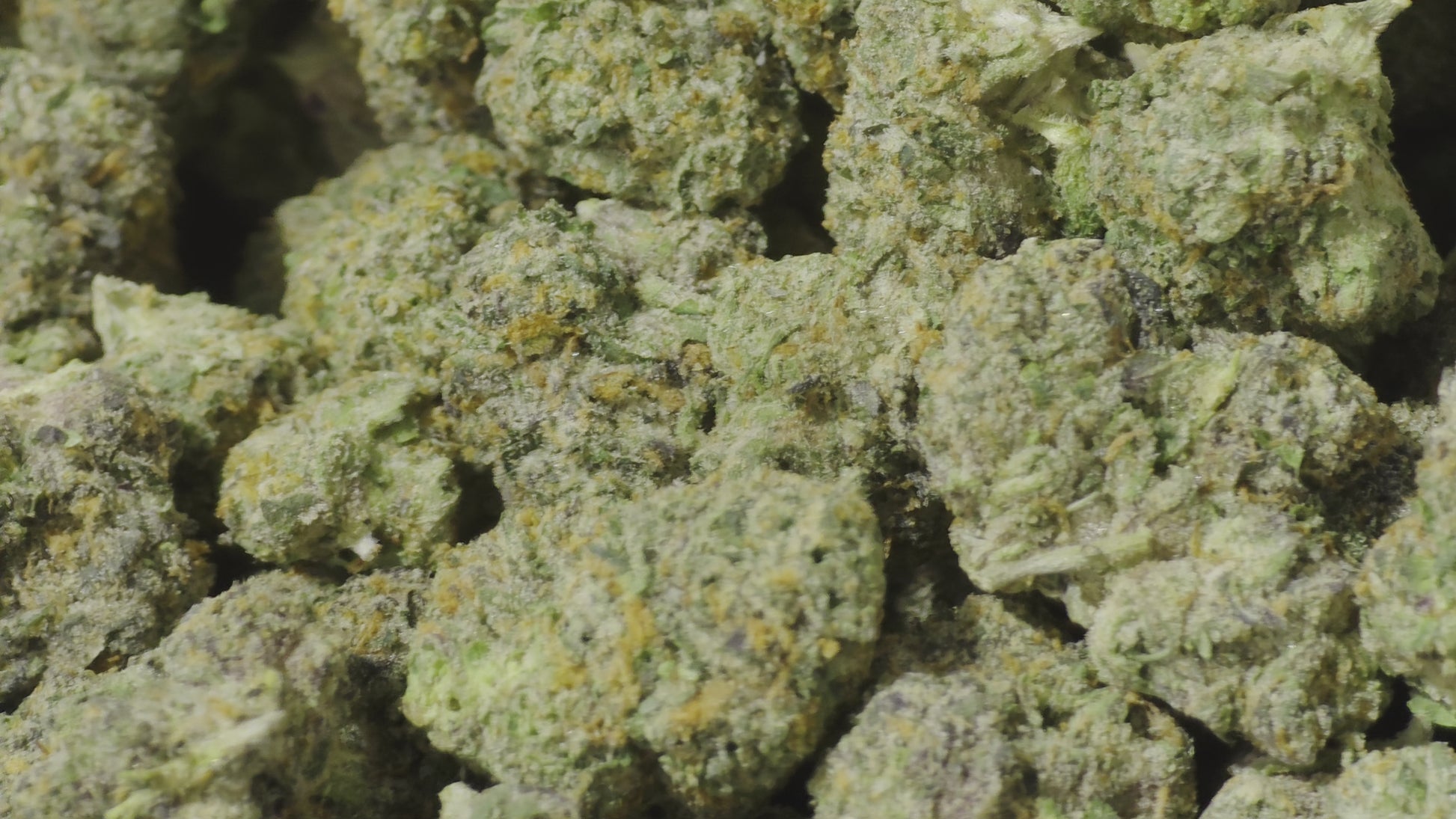 Memory Loss 42.37% THCa Hemp Flower (Exotic Indoor PR) Sativa