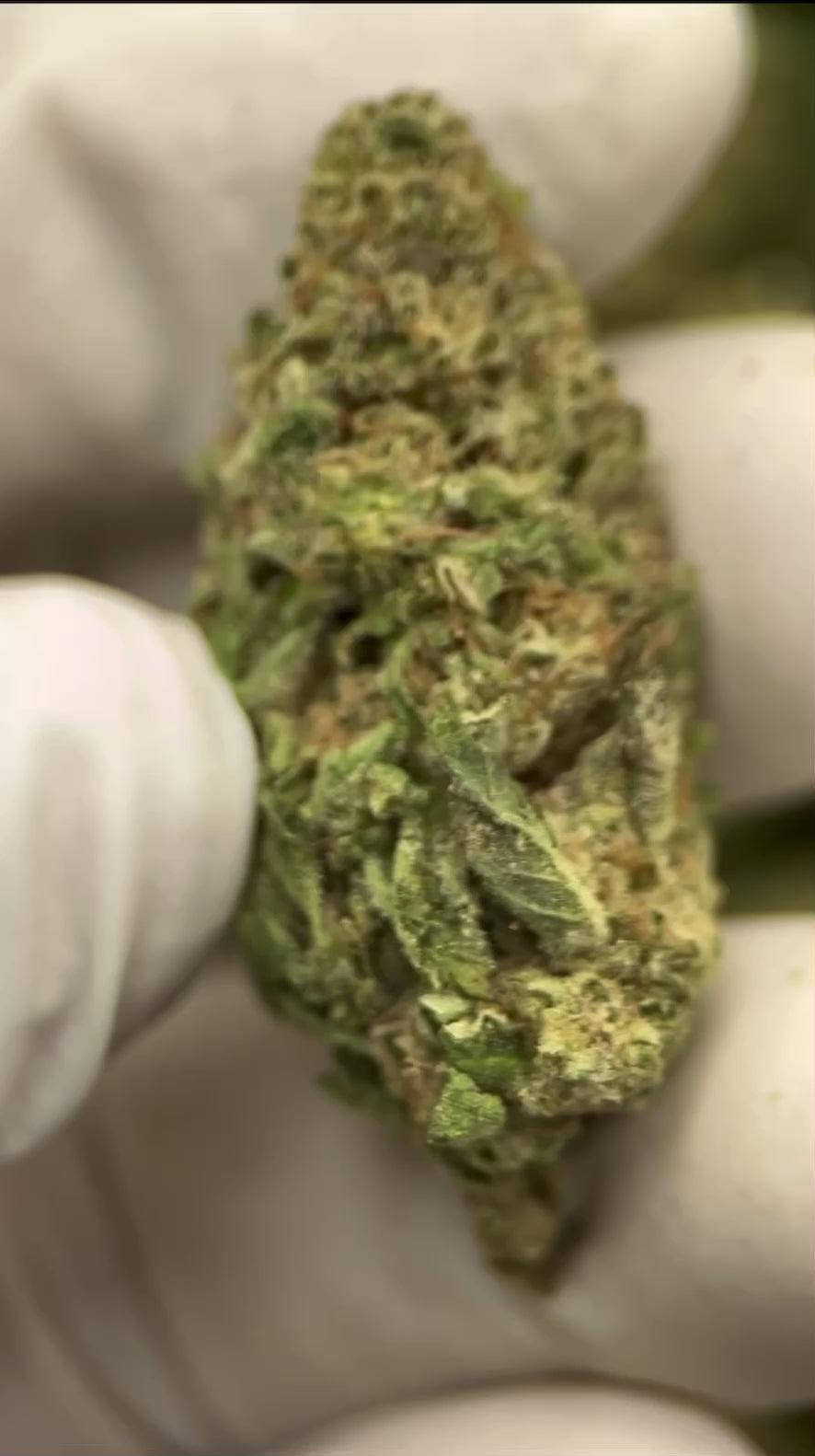 Direct Energy Weapon 31.31% THCa Hemp Flower